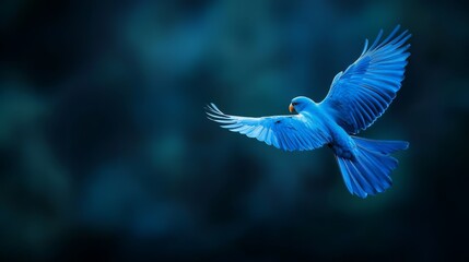  A blue bird in flight, wings splayed wide, head tilted sideways