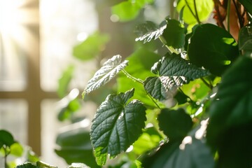 Poster - An enchanting close-up view of glossy green leaves illuminated by soft sunlight, showcasing the delicate textures and vibrant life of the lush foliage in a tranquil setting.