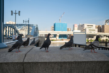 Pigeon birds on the bridge