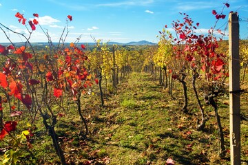 vineyard, autumn in the vineyard red and yellow coloured