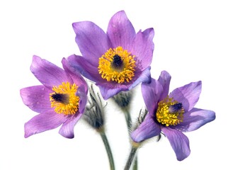 Wall Mural - Pasqueflower, three Pasqueflowers isolated on white