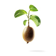 Wall Mural - Kiwi Seed Germinating on Pristine White Background