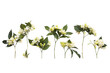 © phenphayom - white flowers jasmine local flora of asia arrangement flat lay postcard style