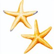 © Thanawat - Two yellow starfish on white background Illustration of two yellow starfish on a clean white background, emphasizing beach, summer, and marine life themes