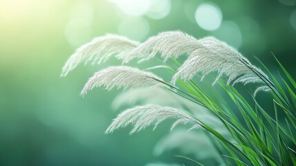 A serene close-up of soft, fluffy grass swaying gently in the breeze, illuminated by warm, glowing sunlight and a blurred green background.