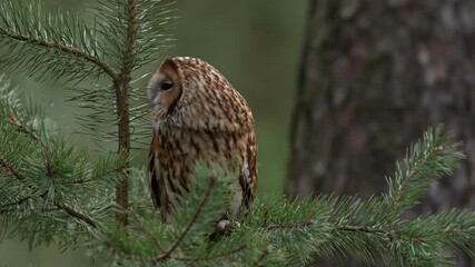 brown owl sitting on tree stump in the dark pine forest habitat. beautiful animal in the nature. bir