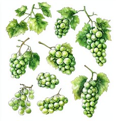 Set of white green grapes on a grapevine. Watercolor style grape scene. Raw ingredients on a modern background.