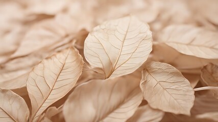 Nature abstract of flower petals, beige transparent leaves with natural texture as natural background or wallpaper. Macro texture, neutral color aesthetic photo with veins of leaf, botanical design