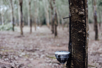 The Art of Rubber Tree Tapping: An In-Depth Look into the Traditional Process of Harvesting Latex from Trees in a Serene Forest Setting, Captured with Care and Skill.