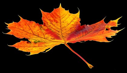 Wall Mural - Vibrant autumn leaf displaying shades of orange, red, and yellow against a striking black backdrop