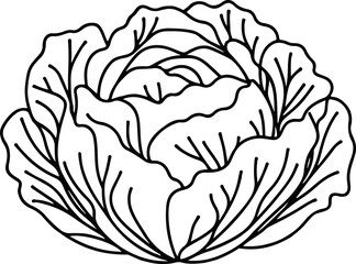 hand drawn cabbage vector