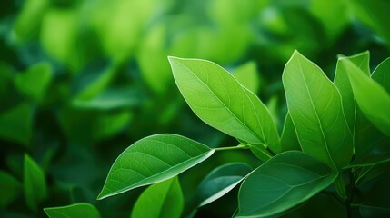 Wall Mural - foliage leaves background