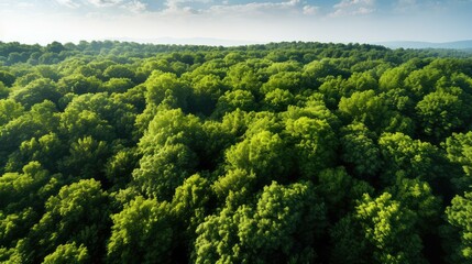 Canvas Print - greenery trees top