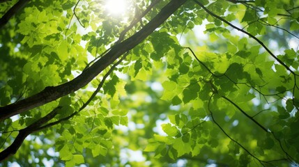 Poster - branches tree limb