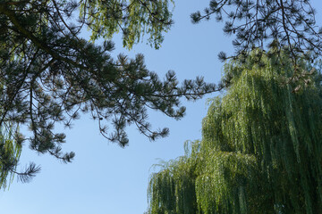 Wall Mural - coniferous tree branches with needles contrasted with weeping willow branches on a blue sky