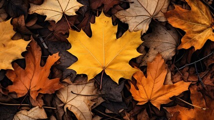 Poster - foliage fall leaves outline