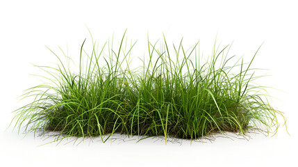 Natural, young green grass on a white background ,A vibrant clump of green grass with visible roots on a white background