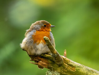 Close up of a robin redbreast bird with natural green background 