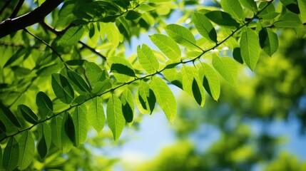 Canvas Print - sunlight locust tree