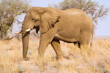 African elephant in the wild