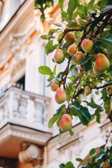 Wall Mural - Pear tree with ripe fruit and buildings balcony