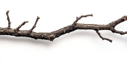 Canvas Print - A gnarled tree branch isolated on a white background.