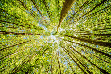 Wall Mural - a beautiful lush green forest canopy view with sunlight gently filtering through trees
