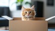 © Woranuch - Cute ginger kitten peeking out of a cardboard box.