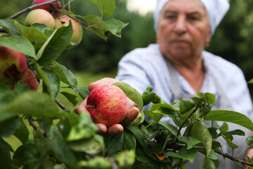 Wall Mural - Senior woman picking ripe apples from tree outdoors, selective focus