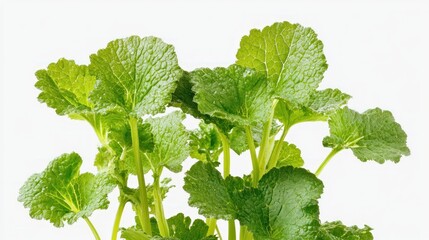 Poster - Fresh green leaves of a plant, likely used in cooking or salads.