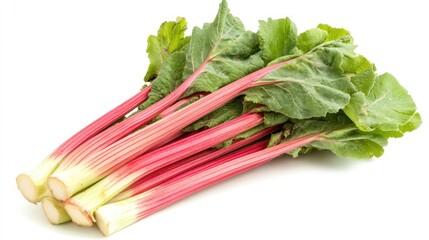 Canvas Print - A bunch of fresh rhubarb stalks with green leaves.