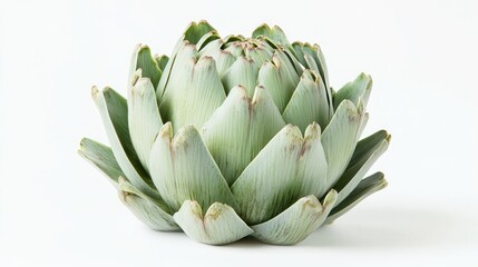 A fresh artichoke displayed on a white background, highlighting its unique shape and color.