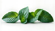 © B-Artistry - Fresh mint leaves isolated on transparent background.