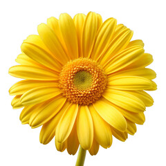 beautiful yellow daisy flower