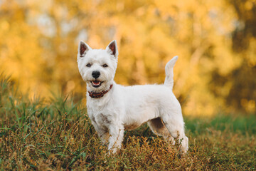small west highland white terrier dog standing in park outdoors in sunny day, golden fall, autumn le