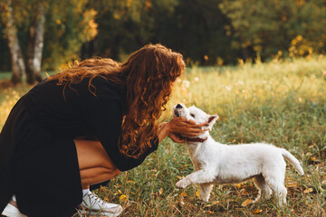 small west highland white terrier dog playing with owner in park outdoors in sunny day, golden fall, autumn leaves, dogwalking concept