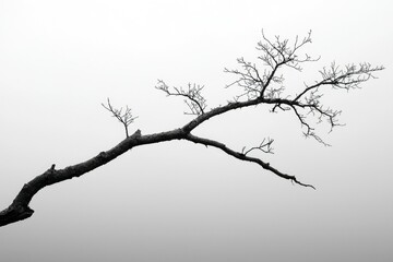 A Single Bare Branch Reaching Out Against a Foggy Sky