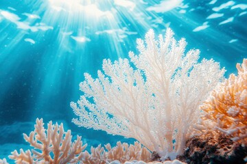 Wall Mural - White Coral Reef with Sunbeams Under Water