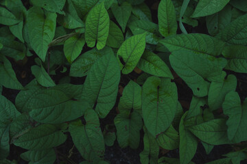 Foliage green wallpaper or background, concept of ecosystem, tropical plant and leaves, greenery textured, rainforest patterned, meditation, calm and relax banner presentation. environmental Earth day