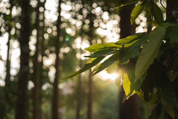 A green leaves in with warm natural sunlight and blurred out of focus background The image showcases the vibrant rich colors and intricate patterns of the foliage, sustainable and earthday concept.