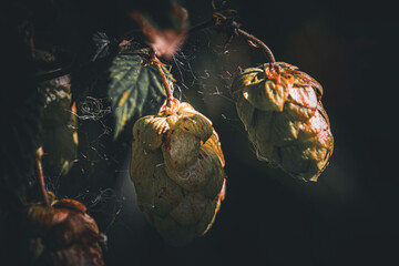 Hops plant