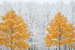 © Outkast - Two Golden Trees Against a Snowy Forest Background