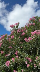 Wall Mural - Oleander nerium bush pink beautiful flowers against sky, vertical video.