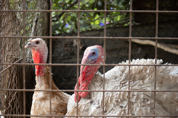 Two turkeys in a pen