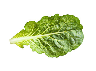 One cabbage leaf isolated transparent background