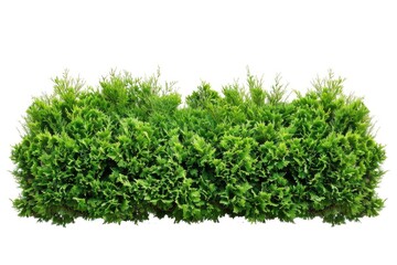 Wall Mural - A neatly trimmed boxwood hedge against a pure white background, ideal for design and decoration projects