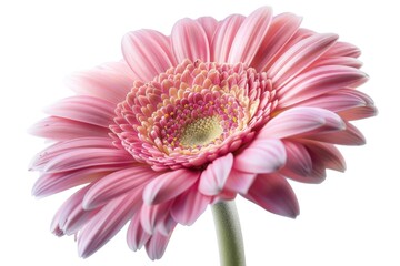 Wall Mural - A close-up view of a pink flower in a decorative vase