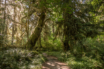 Wall Mural - Soft Morning Light Breaks Through Mossy Canopy Of Hoh Rainforest