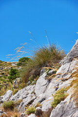 Blue sky, mountain side or plants in nature for environment, land or travel in Spain. Ancient, flora or heritage in Ronda for habit creation, sustainability or landscape for destination or wallpaper