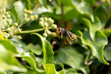 Asian hornet Vespa velutina nigrithorax, an introduced and acclimated species in Europe